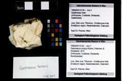 Foto (Objekt + Etikett) von Gastrosacus torosus (Robins, Feldmann & Schweitzer, 2013)  (NHMW-GEO-1990-0041-3129)